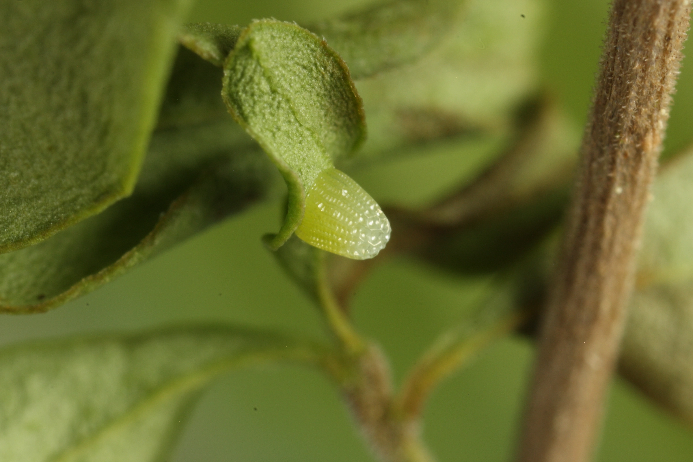 2012 05 09 Beuphrosyne ei 035.JPG
